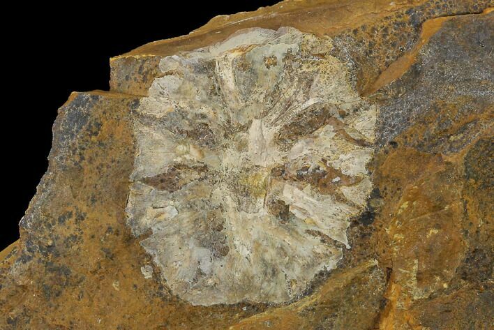Paleocene Fossil Cone (Parataxodium) - North Dakota #156260